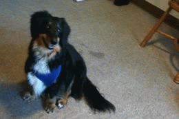 Cool animals giving high fives (15 gifs), funny gifs, dog high five