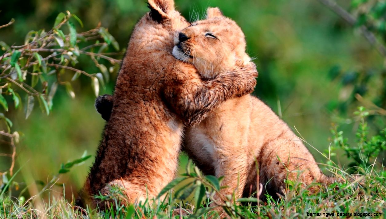 baby wild animals wallpaper hd baby wild animals wallpaper hd