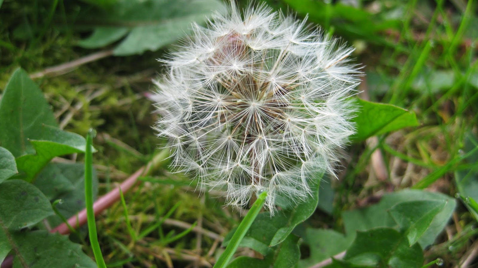 Learning with Plants Do Plants Move?