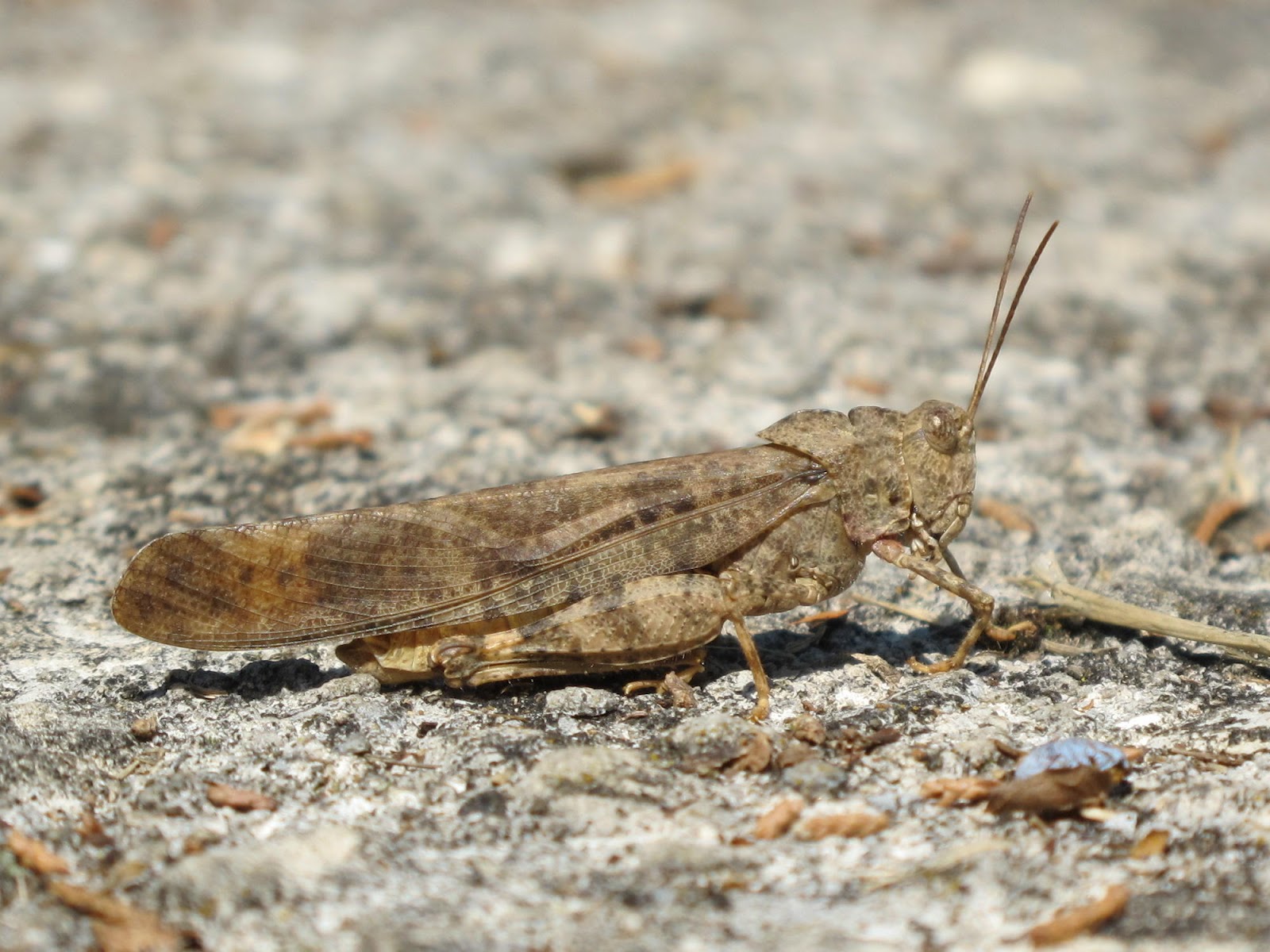 Blue Jay Barrens Carolina