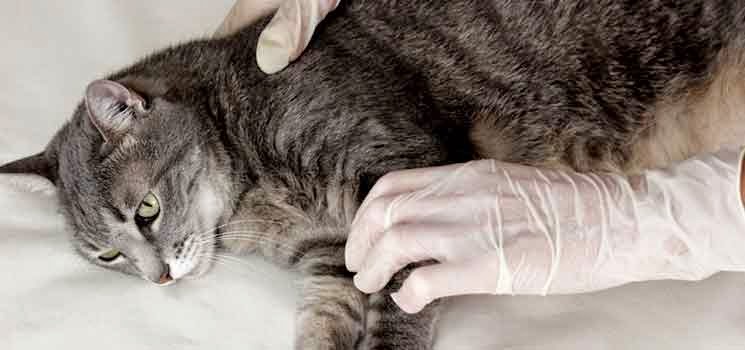 Kucing dirawat di klinik
