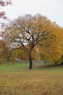 FAMILY TREE Copyright2013JewelsMax (MY MOST FAVORITE TREE EVER)