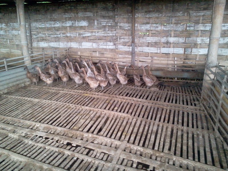 Anak bebek arane di kandang bersih