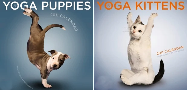 Dan Borris | Professional photographer | Yoga Dogs and Kittens