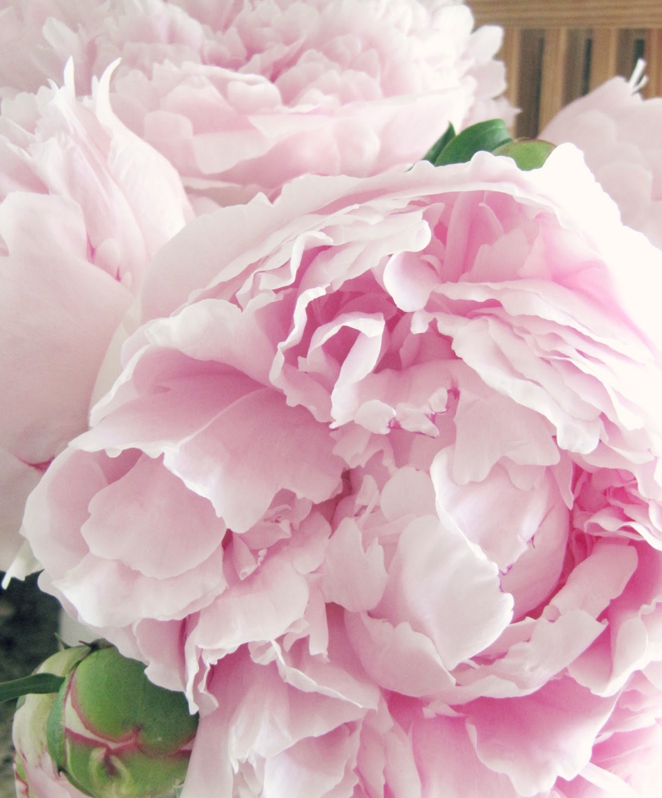 top 28 do peonies smell patina the smell of peonies top 28 do peonies smell patina the smell of peonies