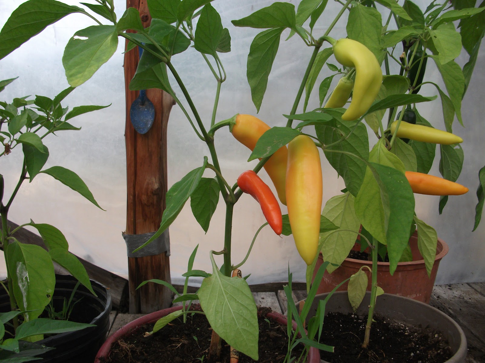 Outdoor & Gardening Home & Living Banana Pepper Live Plant Hungarian