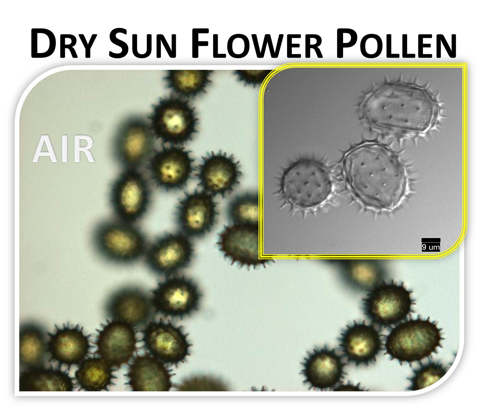 S E Lindberg Sunflower Pollen as Paint Pigment