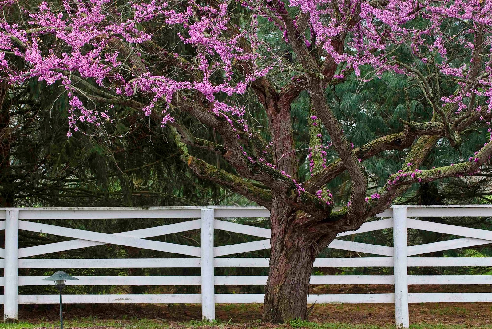 Kentucky Native Plant and Wildlife Plant of the Week Eastern Redbud (Cercis canadensis)