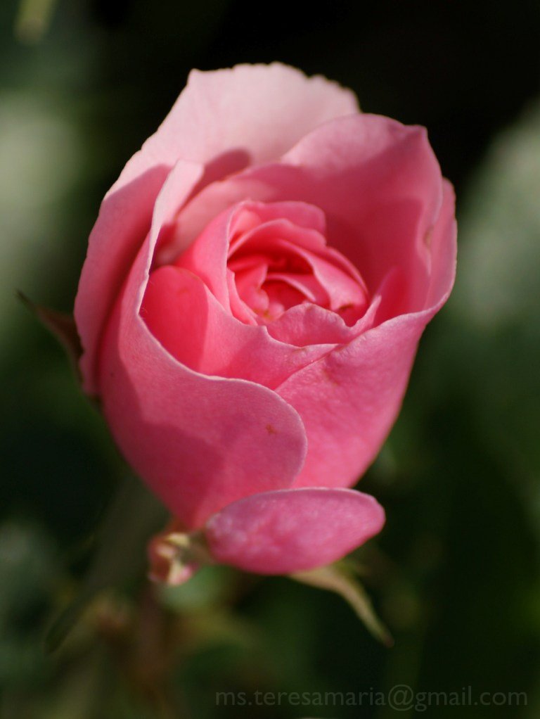 An amateur's ventures on life Showers of pink