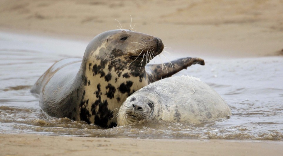 Seal Fish