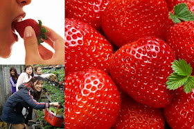Growing Strawberry to Earn Money