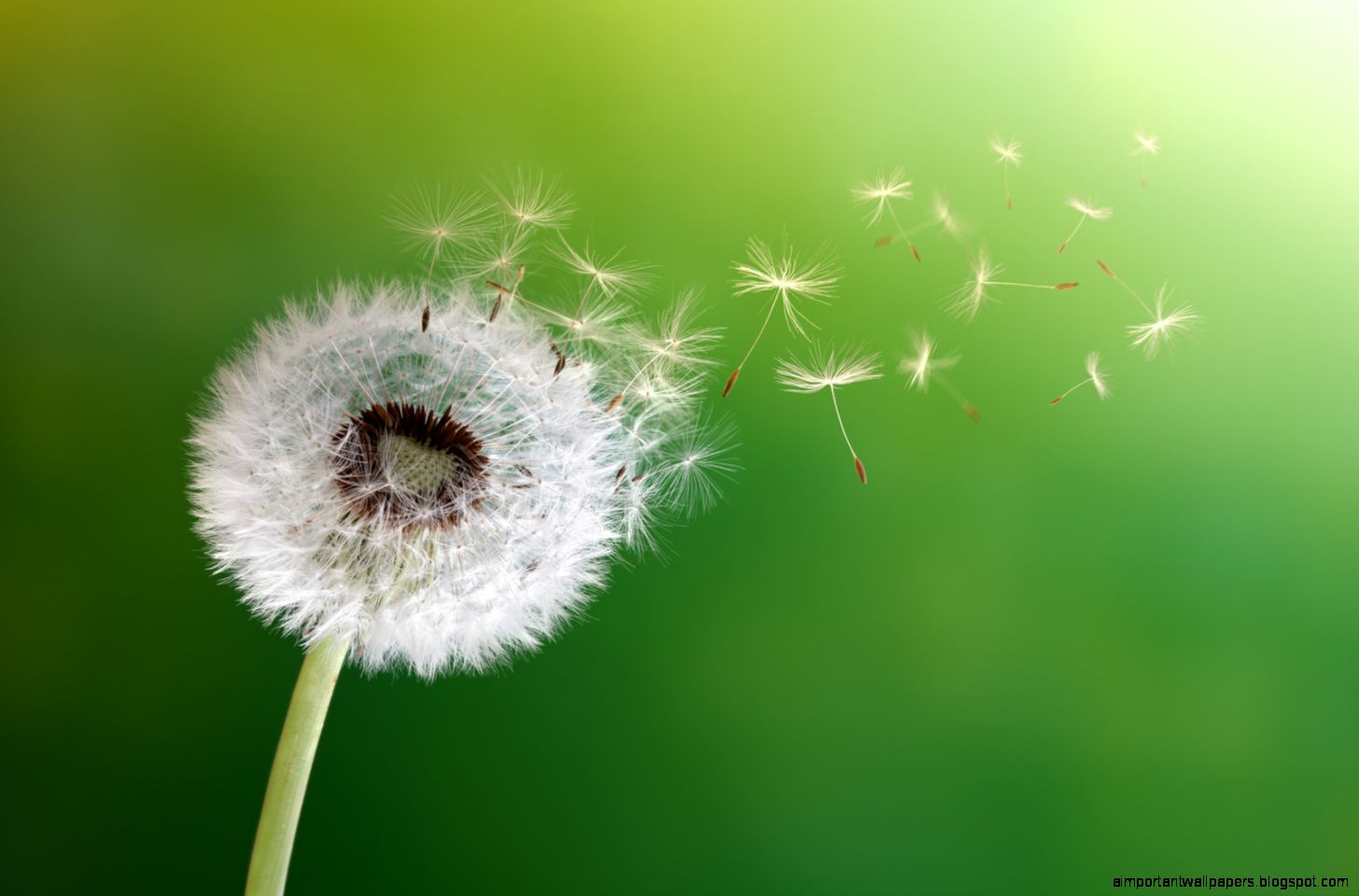 Dandelion Seeds Blowing Photography Top Images Dandelion Seeds Blowing Photography Top Images