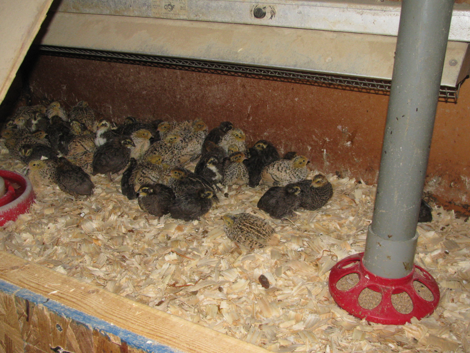 High Lonesome Homestead: Raising Japanese Coturnix Quail