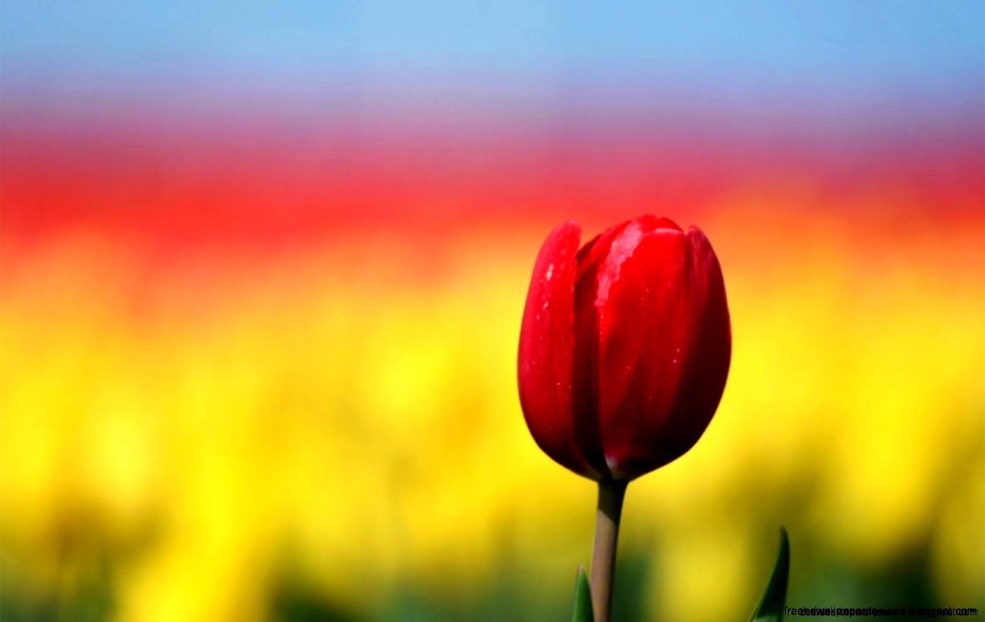 Tulips Spring Flowers Focus Bokeh Close Up Hd Wallpaper Best Tulips Spring Flowers Focus Bokeh Close Up Hd Wallpaper Best