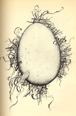 ilustración vintage huevo