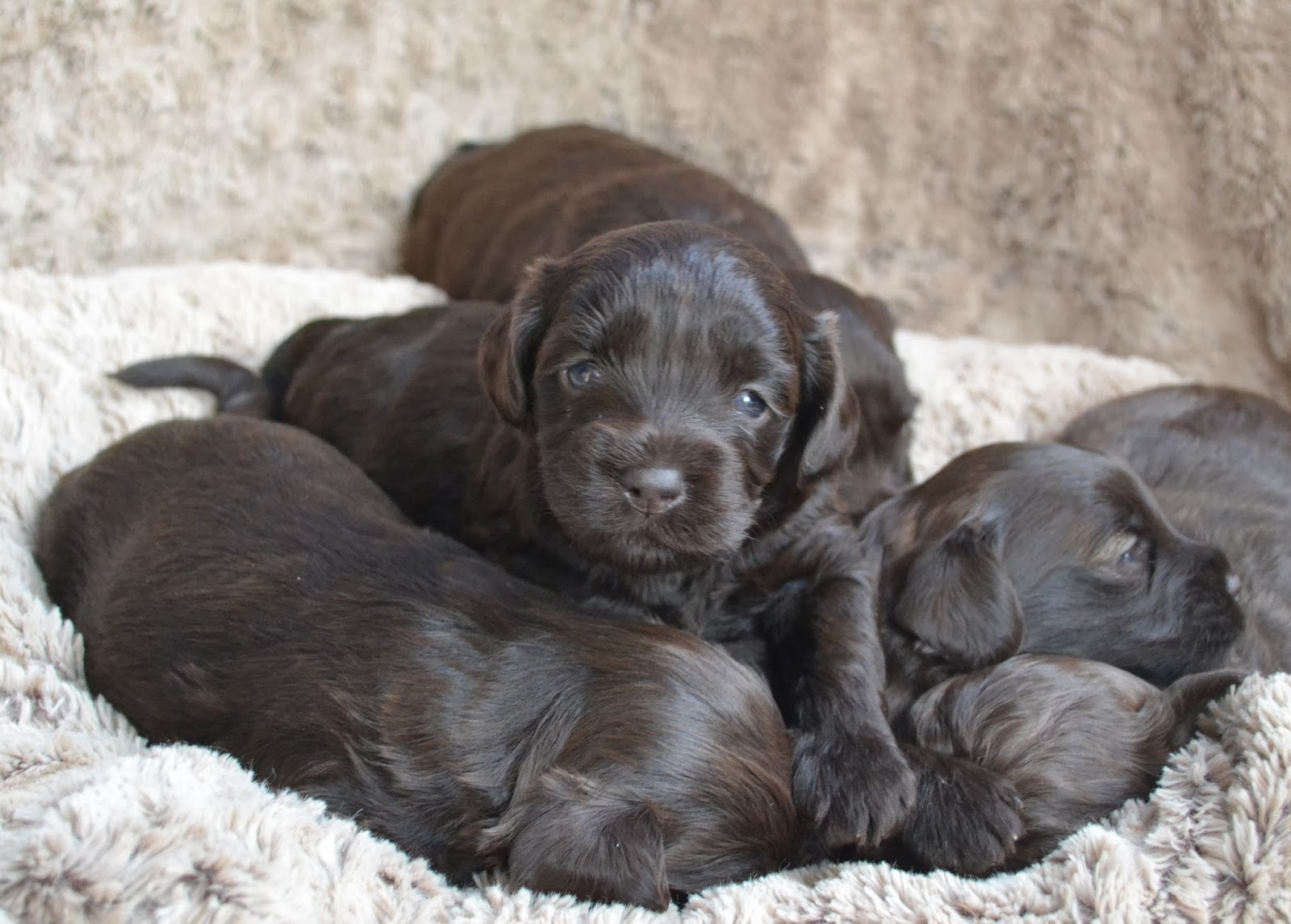 Golden Gate Labradoodles Authentic Australian Labradoodles CocoaPuff
