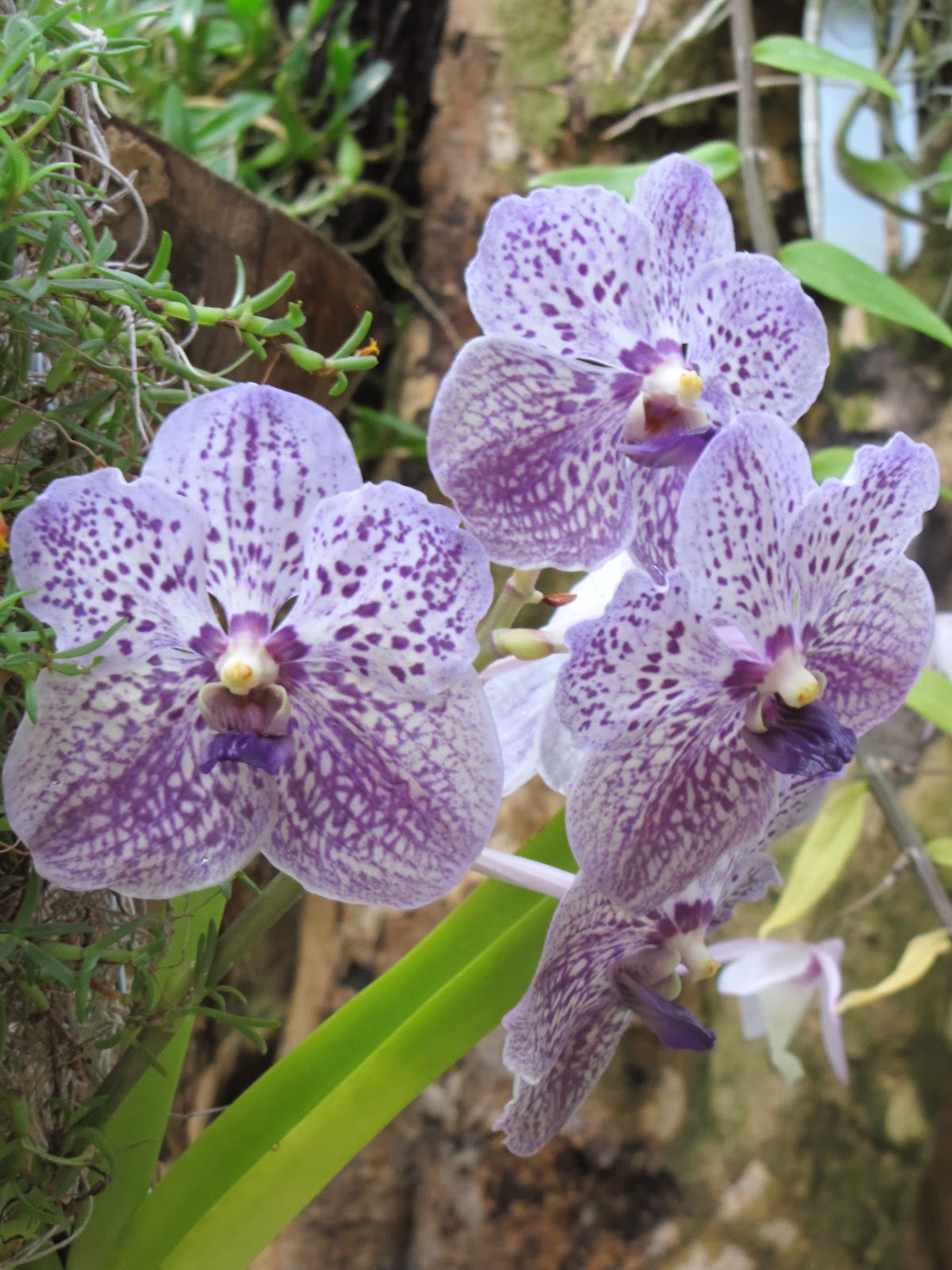 Cynicism and Butterflies Meijer Gardens The Tropical Conservatory
