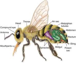 Sindoengs Blogs Klasifikasi Filum Hewan Arthropoda Moluska Dan