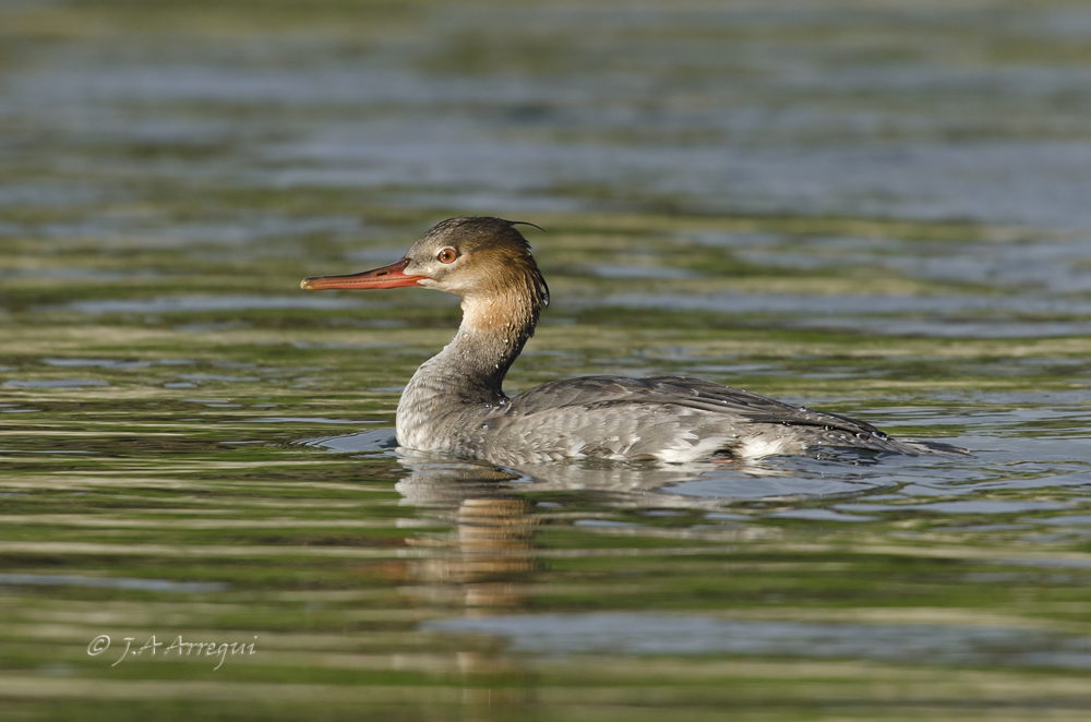 Serreta mediana, Mergus serrator, Red-breasted Merganser Serreta mediana, Mergus serrator, Red-breasted Merganser