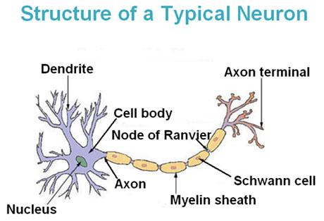 bagian-bagian neuron