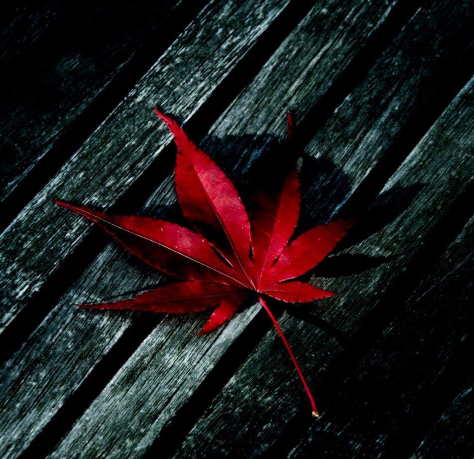 Red Leaf iPad Air Wallpaper Download iPhone Wallpapers iPad Red Leaf iPad Air Wallpaper Download iPhone Wallpapers iPad
