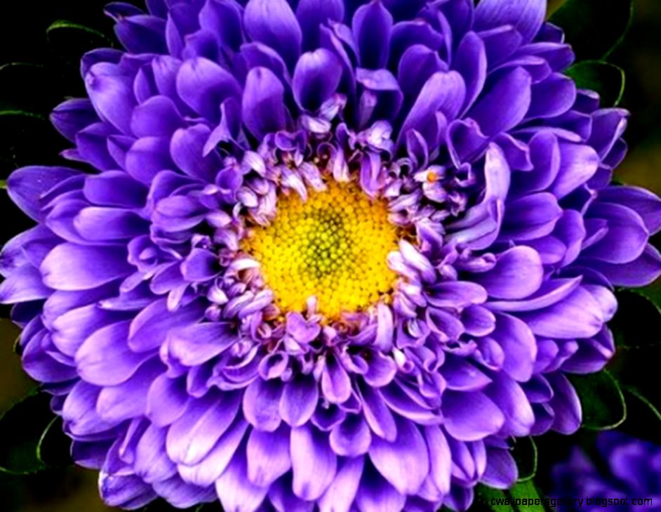 trees with purple flower names wallpaper Beautiful black and trees with purple flower names wallpaper Beautiful black and