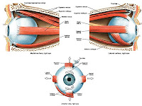 Eye Muscles Diagram Eye Muscles Diagram