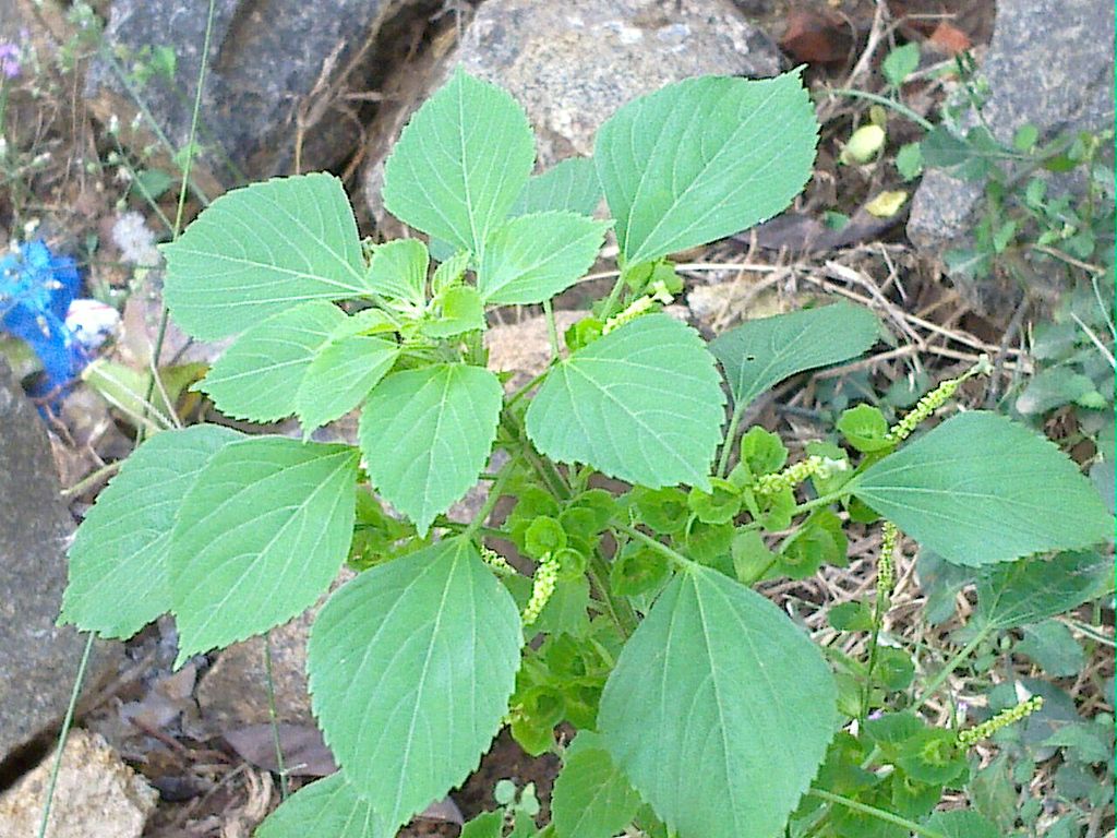 kuppaimeni Medicinal Uses and health benefits kuppaimeni leaves