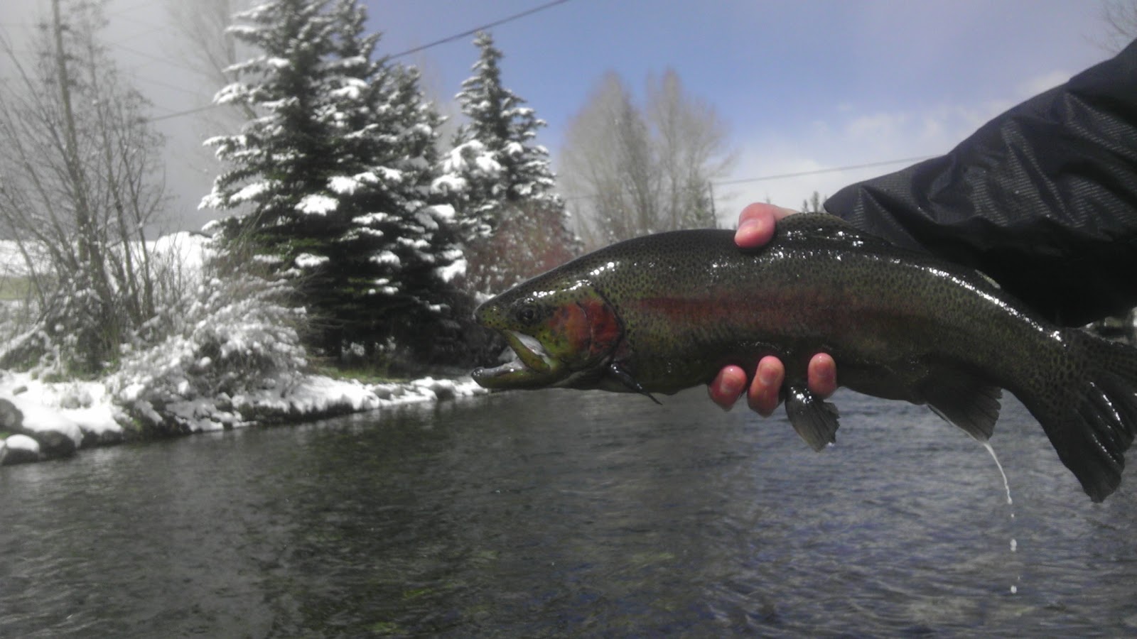 Colorado Fly Fishing 04/15/12 Blue River in Silverthorne