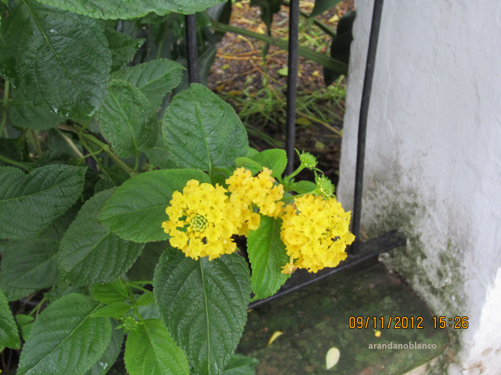arbustosensevilla-encinarosa: Lantana camara / bandera española