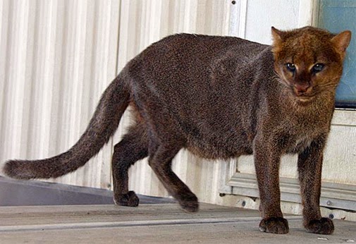 Jaguarundi Pet