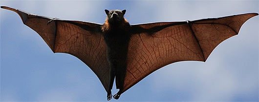 Giant Goldencrowned Flying Fox Animals Library