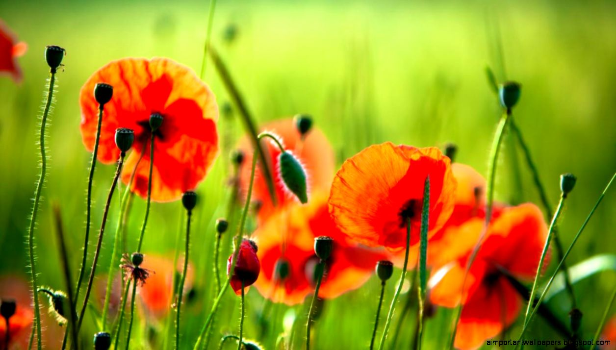 Poppy Flower Wallpaper Desktop Backgrounds Poppy Flower Wallpaper Desktop Backgrounds