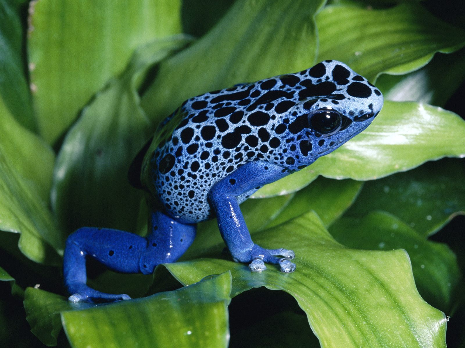 Blue-Poison-Dart-Frog2.jpg