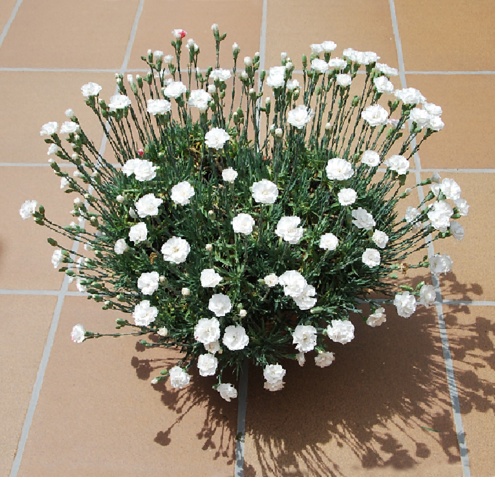 Fotos de flores CLAVELES DE VARIOS TIPOS Y COLORES