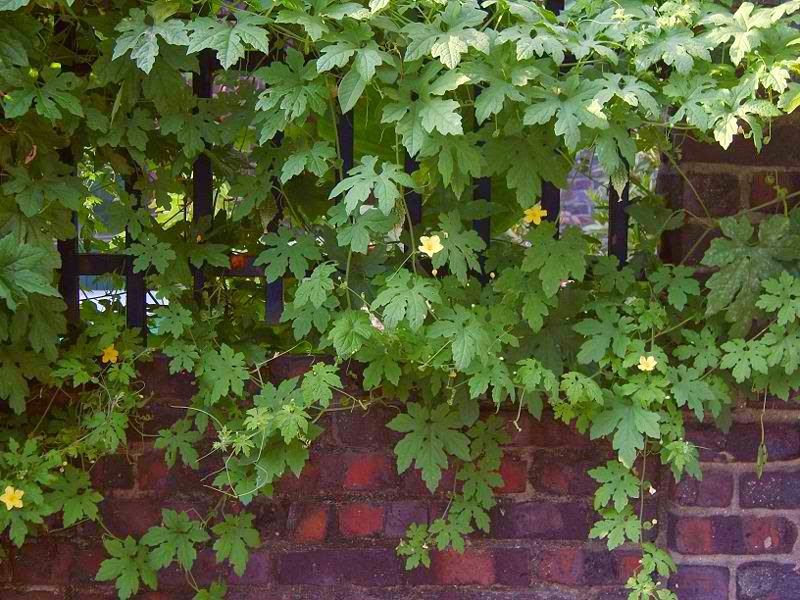 PHILIPPINE HERBAL PLANTS AND THEIR USES AMPALAYA