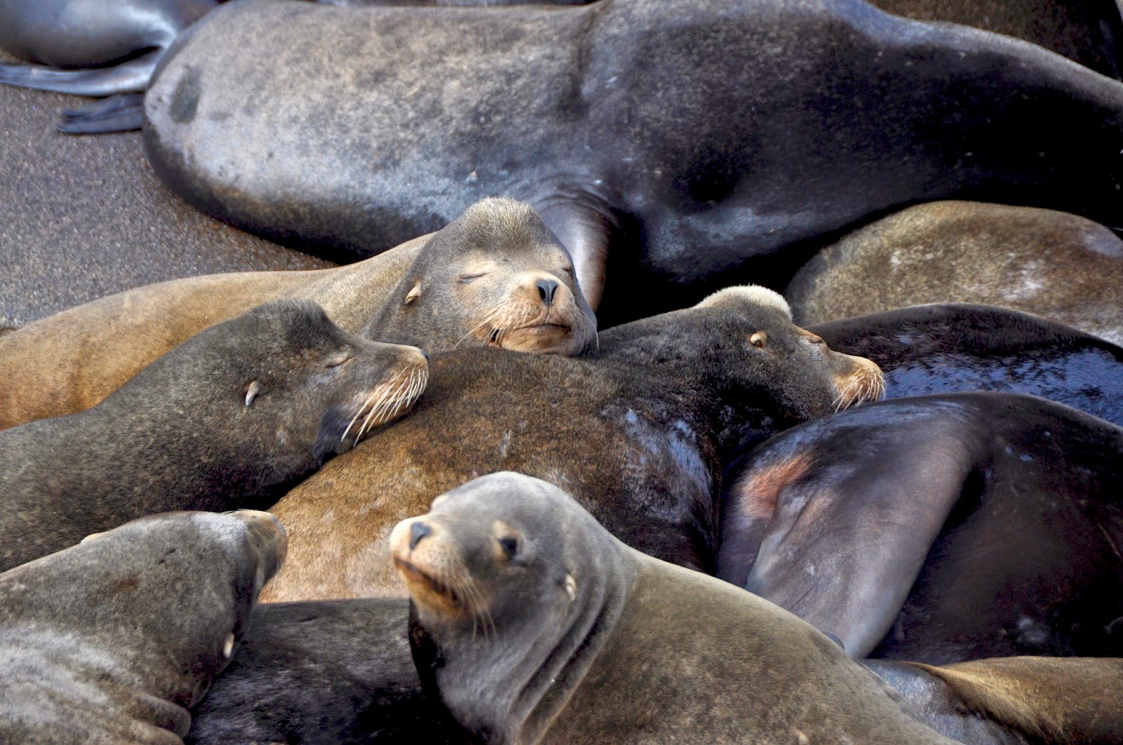 LuAnn Kessi Sea Lions.......Oregon Coast
