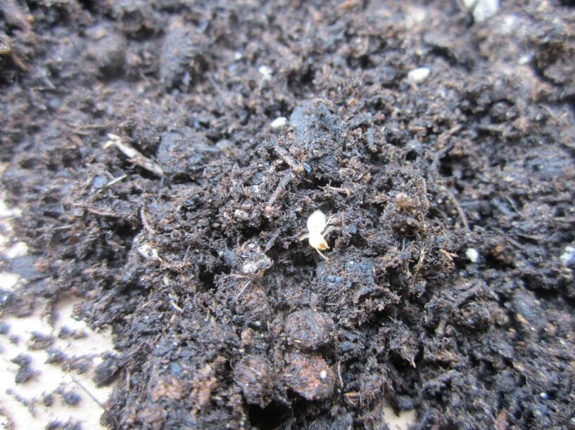 Simply Resourceful Dealing with Termites