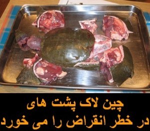 بیست و سه دلیل برای دوستداران حیوانات که چین را تحریم کنند