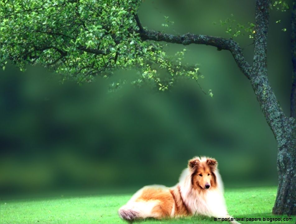 Collie Dog Wallpaper Collie Dog Wallpaper