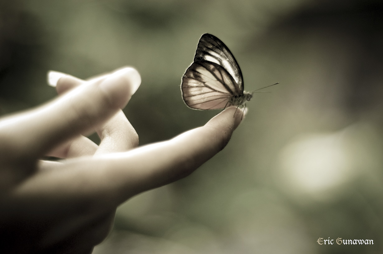 The Butterfly Fly Away Butterfly Pict