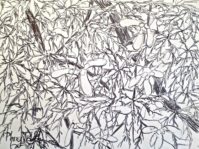 From my garden seat, I think I am going to create a series with ballpoint pen and paper for the time our life facing climate change and economic difficulties. It's called recession art! Starting with the garden, I think it is about time to get in touch with nature.. to know is to love it!  Naturally leaves cover flowers of Japanese maple. That's why I did not notice them for so many years. We are all too busy with everyday duties or routine. In this drawing I deliberately show the flowers. There are seven arms of each leaf, very beautiful and elegant. Sound simple? Yes. Then I keep going until I was puzzled and dazzled with the drawing like I'd been with the real tree. After the features and characters of the subject, I hope to capture the feel. These effect is the thing that takes my mind off and leave my bare soul with nature.