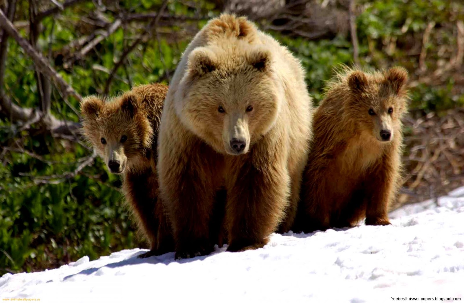 Brown Bear with Cubs Brown Bear with Cubs