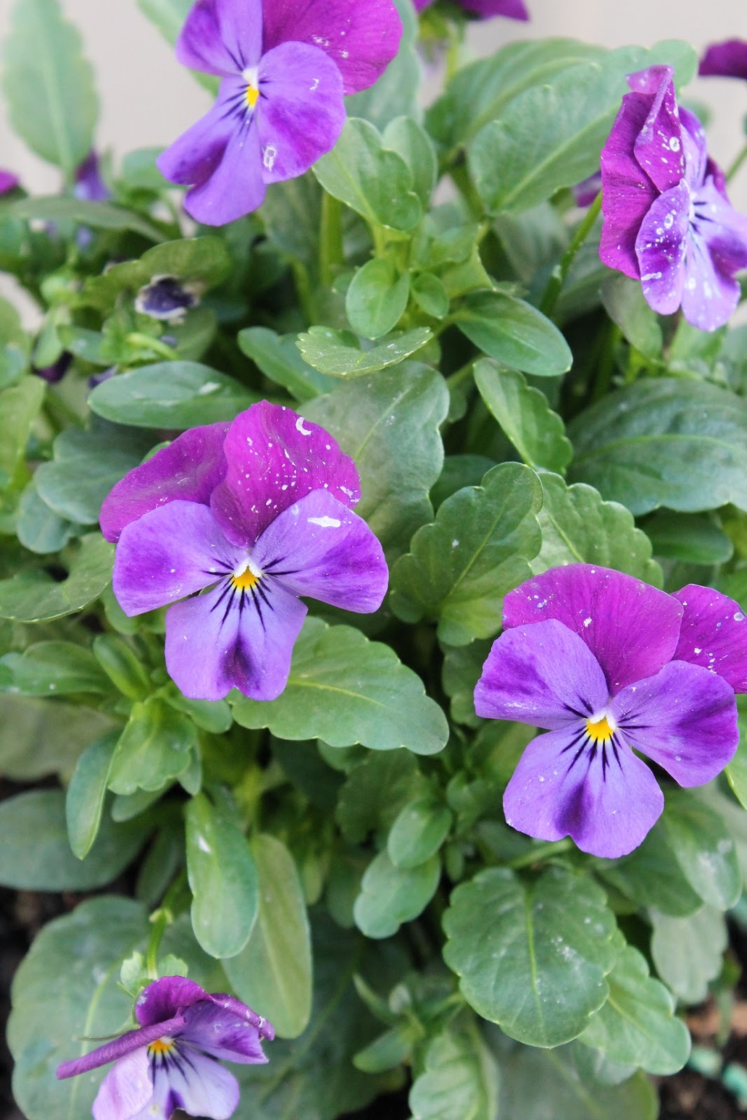 umiyumi2 : our life in perth, WA: Menunggu ketibaan musim bunga