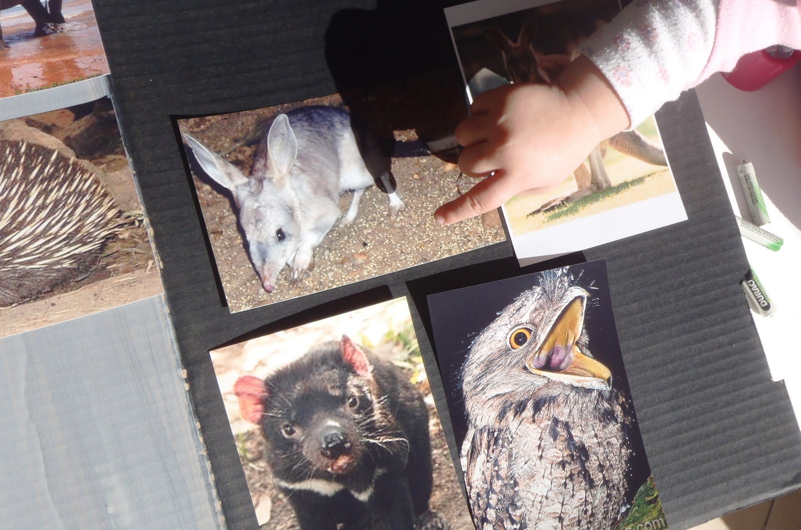 A Little Learning For Two Nocturnal and Diurnal Animals