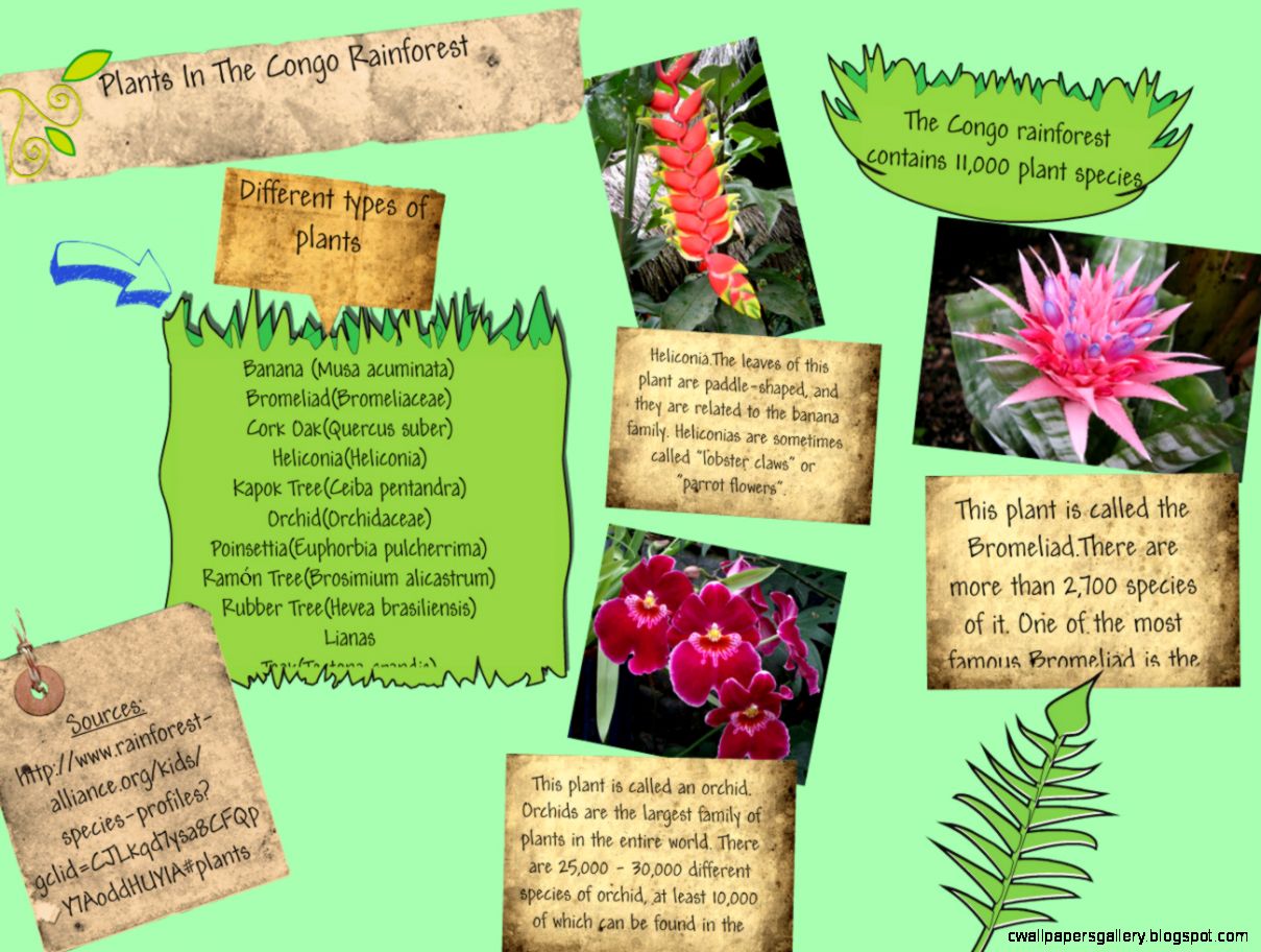 Rainforest Plants And Trees List Wallpapers Gallery