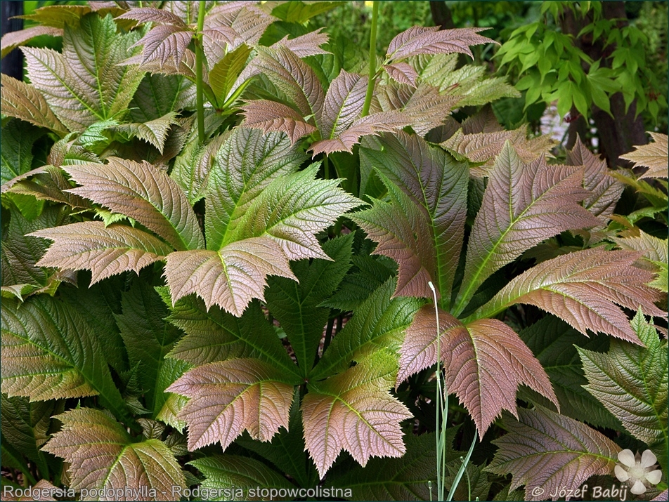 Rodgersia podophylla - Rodgersja stopowcolistna