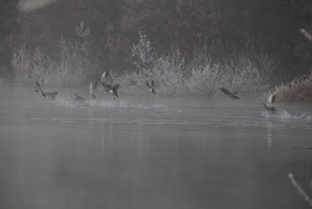 envol de canards