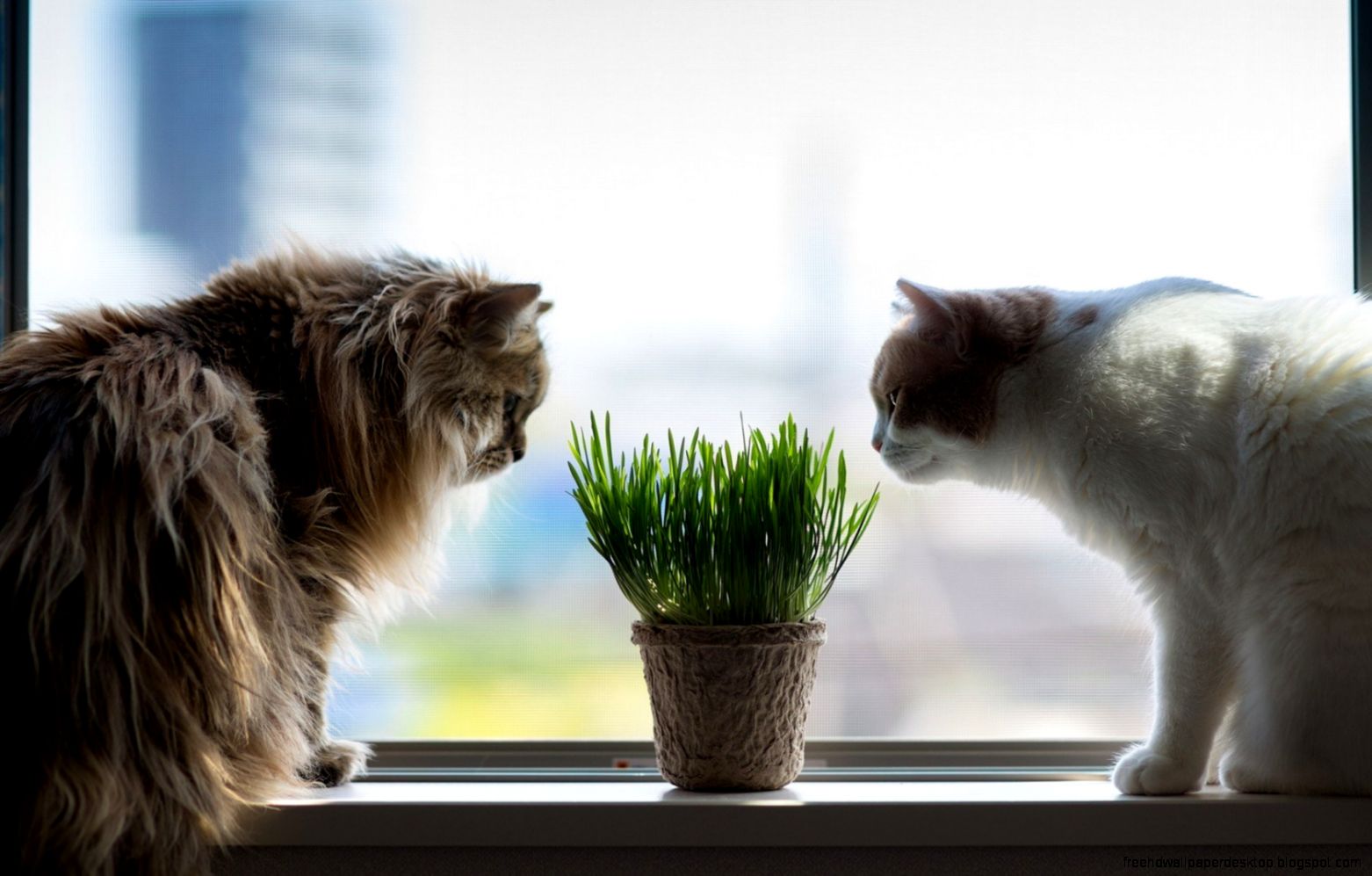 Cat Window Cat Window