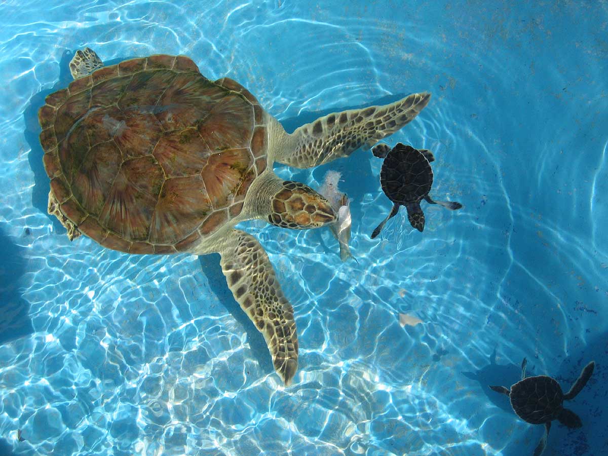 Leandro Daguerre / Agte. de Viajes Paquete Turístico a La Habana, Cayo